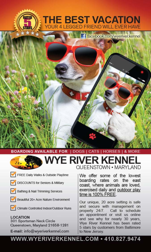 Wye River Kennel Queenstown Maryland Ad Design By A Digital Mind